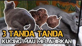 CIRI CIRI DAN TANDA TANDA KUCING MAU MELAHIRKAN  PROSES MELAHIRKAN KUCING  KUCING BSH  HARGA BSH