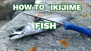 How to Ikijime fish