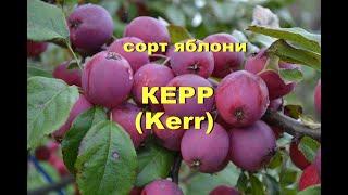 Сорт яблони Керр Kerr