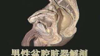 局部解剖学【男性盆腔脏器】Regional Anatomy Male Pelvic Organs