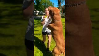 Alli needs a bigger dog #dogbreed #xlbully #shortsvideo