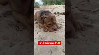 เต๋าเหงาพ่อหายไปใหน⁉️#pitbull #หมา #พิทบูล #viral #สัตว์เลี้ยงน่ารัก