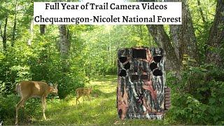 Trail Camera Pickup - The Majestic Nicolet National Forest NE Wisconsin