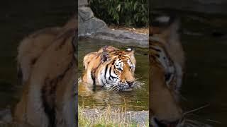 Happy International Tiger Day with Luca our Amur tiger #internationaltigerday  #tiger  #bigcats