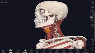 กล้ามเนื้อคอ ชั้นลึก deep mucle cervical spine anatomy part IV