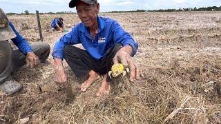 Ông cháu săn bắt ếch đồng khô về nhà chế biến món canh chua và món ếch sào gừng ngon tuyệt TPĐ#90