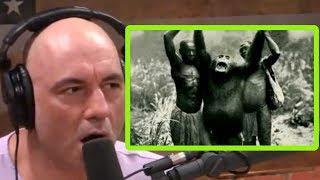 They Call These Chimps Lion Killers  Joe Rogan and Forrest Galante