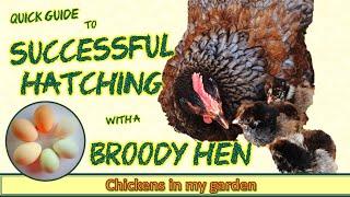 How to Hatch Chicks Successfully with a Broody Hen - Quick Guide