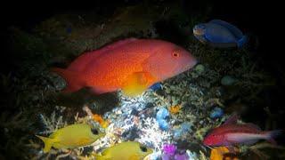 CATCH N SELL  NIGHT DIVE SPEARFISHING  RED GROUPER  MEL SPEARFISHING TV  BANTON ROMBLON 