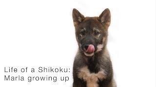 Life of a Shikoku Marla Ikkyu growing up