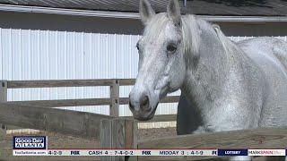 Helping sex trafficking survivors through horse therapy  FOX 5 News