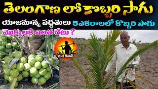 Coconut Sagu Coconut Farming in Telangana  Coconut Cultivation  Kobbari thota sagu  Manakisan Tv