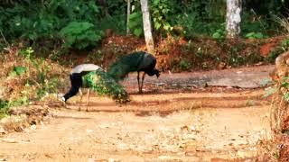 Beautiful peacocks in Edappal - Kerala