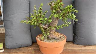 Repotting my Massive Jade Bonsai. How to repot Portulacaria Afra Bonsai. Huge trunk