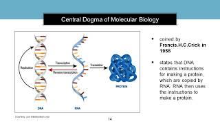 Introduction to Molecular Biology