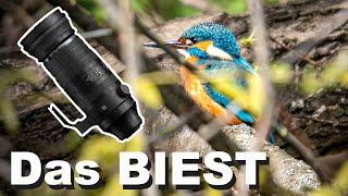 Das perfekte Objektiv für Tierfotografie - OM System 150-600mm f5-6.3  Review Deutsch