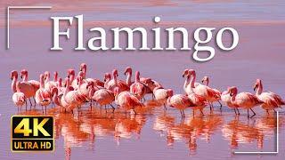 Pink Flamingo 4K Video Ultra HD  Most Beautiful Birds in the World