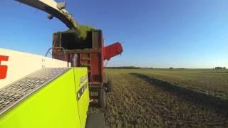 Alfalfa Silage 2013 - Dairy Farming in Canada