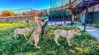 The young lions have become JUST HUGE Look how happy they are with Oleg Zubkov