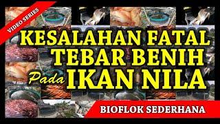 Kesalahan Fatal Cara Penebaran Bibit Ikan Nila Pada Kolam Bioflok - Analisis Masalah Untuk Pemula