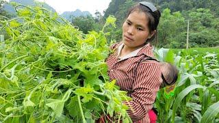 Picking vegetables to sell at the market - the life of a single mother in the mountains and forests.