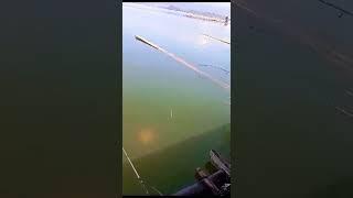 Mancing Jatigede Menegangkan Saat narik Badot Di Rakit Sukaratu#shots