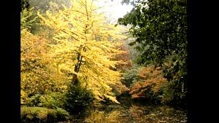 Ginkgo biloba. The Maidenhair Tree. Peter Valder. Burkes Backyard