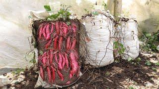 Why didnt I know this before ? - The method of growing sweet potatoes is so great