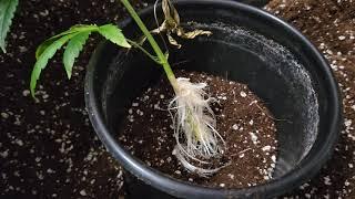 Transplanting rooted clones