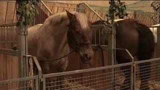 La viande de cheval  regain dintérêt Toulouse