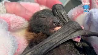 Rescuing a baby flying-fox found on the ground  this is KChing