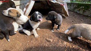 Anne Köpek Bebeklerini Gösterdi  Bu Defa Çok Kolay Oldu