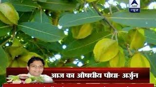 Acharya k Nuskhe Know health benefits and medicinal uses of Arjuna tree