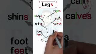 Parts of the Leg اجزاء الرجل بالانجليزي #shorts