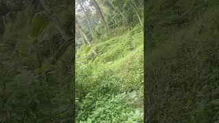 Berpetualang di tengah hutan‍