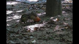 a squirrel and his plum