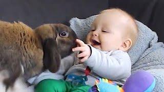 El Momento más Divertido Entre Bebés y Conejos  Compilación De Bebés Divertidos