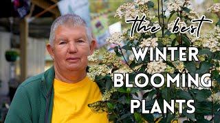 The Best Winter Blooming Plants