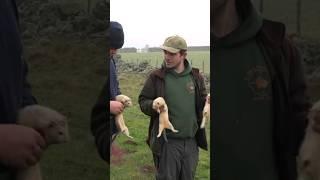 Have you heard of ferreting? #shooting #outdoors #farming #ferreting #new #subscribe #animals