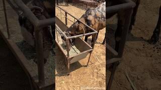 बकरे की अच्छी खुराक #goatfarming #shorts #goat