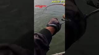 Viral..Mancing kakap putih besar di dekat2 batu