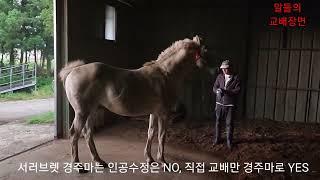 서러브렛 경주마는 인공수정은 NO 직접 교배만 YES교배하고 암말 임신검사하여 임신되면 교배료를 씨수말 주인에게 지급능력있는 씨수말 한마리만 있으면 떼돈번다제주에서