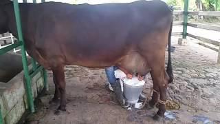RANCHO SOFIA venta de vacas lecheras