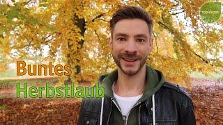 Tobiology Buntes Herbstlaub