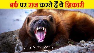 बर्फ के सबसे खतरनाक जानवर  Most Dangerous Animals in the Snow