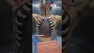 Human Respiratory System #shorts #anjus_science