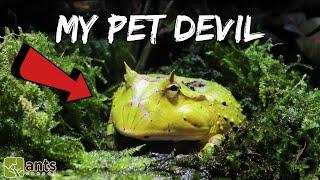 My New Pet Devil Surinam Horned Frog