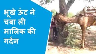 Bikaner मालिक को जिंदा चबा गया ऊंट पैर और गर्दन कर दिए धड़ से अलग