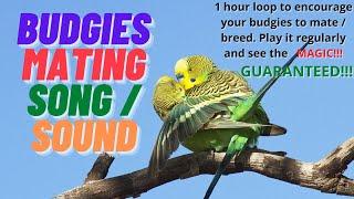 Budgie mating call play 1 hour daily & encourage your budgies to mate. See the magic