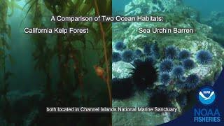 Sunflower Sea Stars Support Kelp Forests and Prevent Urchin Barrens